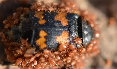 Poecilochirus sp.